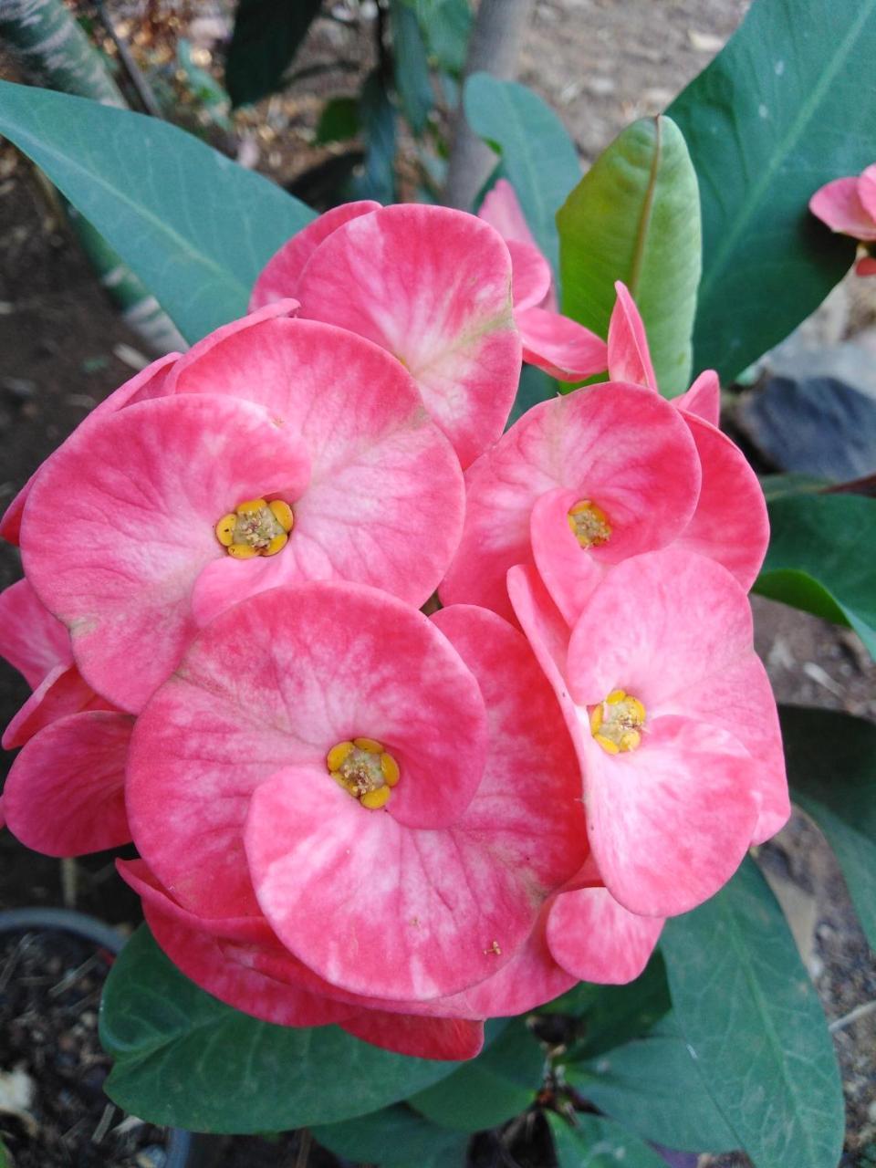 Tree Lodge Banlung מראה חיצוני תמונה